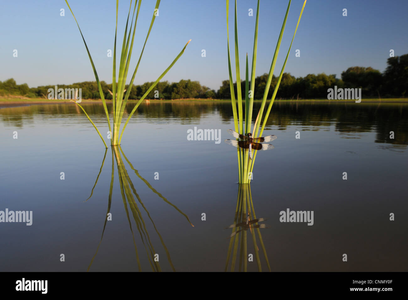 Vedova (Skimmer Libellula luctuosa), maschio arroccato su tifa, Dinero, Lago di Corpus Christi, South Texas, Stati Uniti d'America Foto Stock