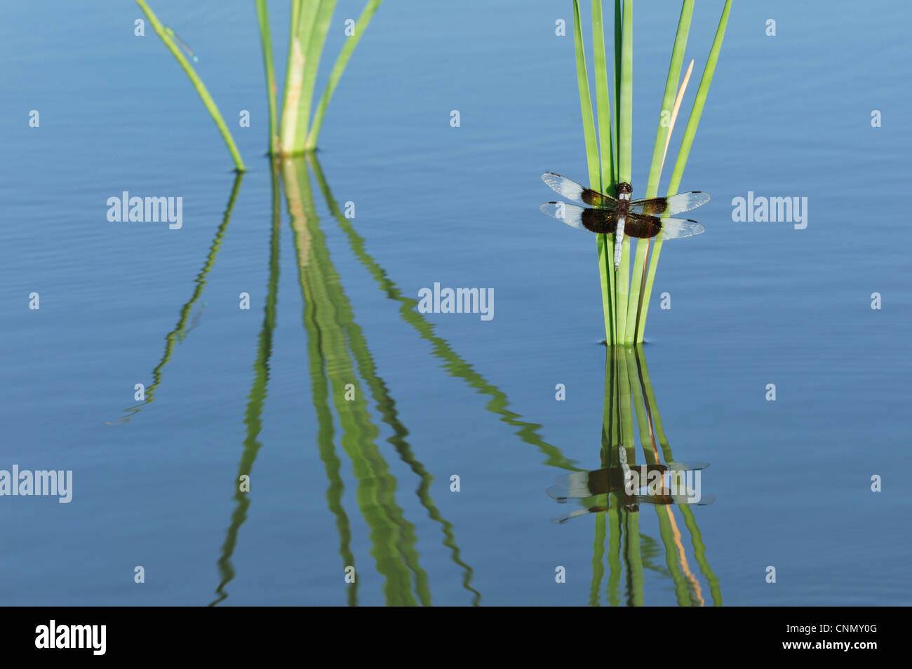 Vedova (Skimmer Libellula luctuosa), maschio arroccato su tifa, Dinero, Lago di Corpus Christi, South Texas, Stati Uniti d'America Foto Stock