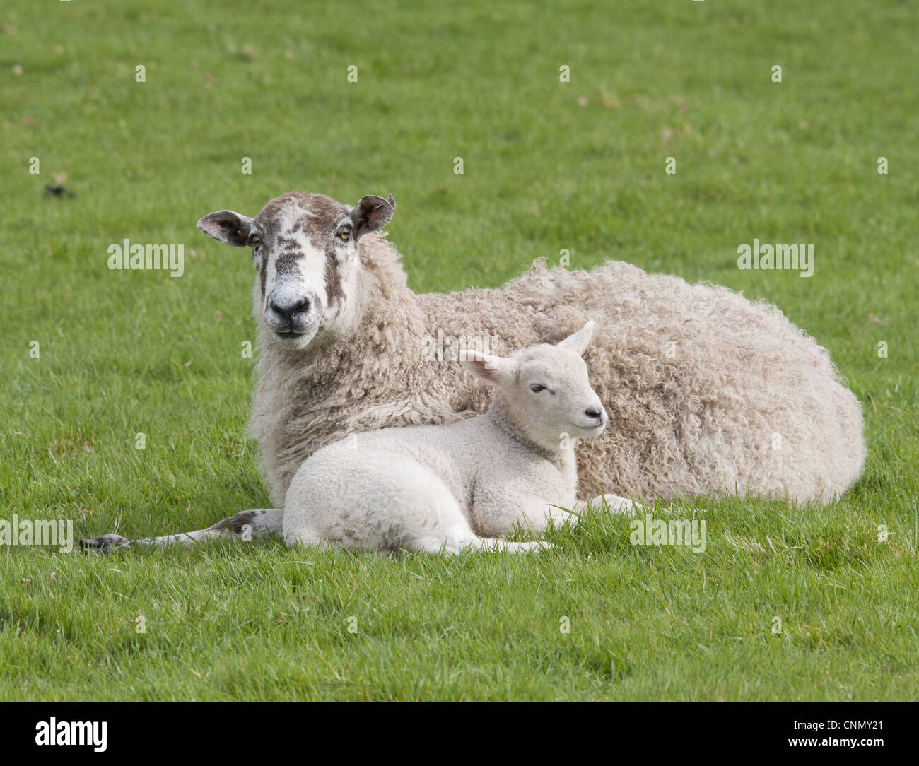 Gli animali domestici delle specie ovina, mulo pecora con croce di Texel di agnello, appoggiato in pascolo, Chipping, Lancashire, Inghilterra, aprile Foto Stock