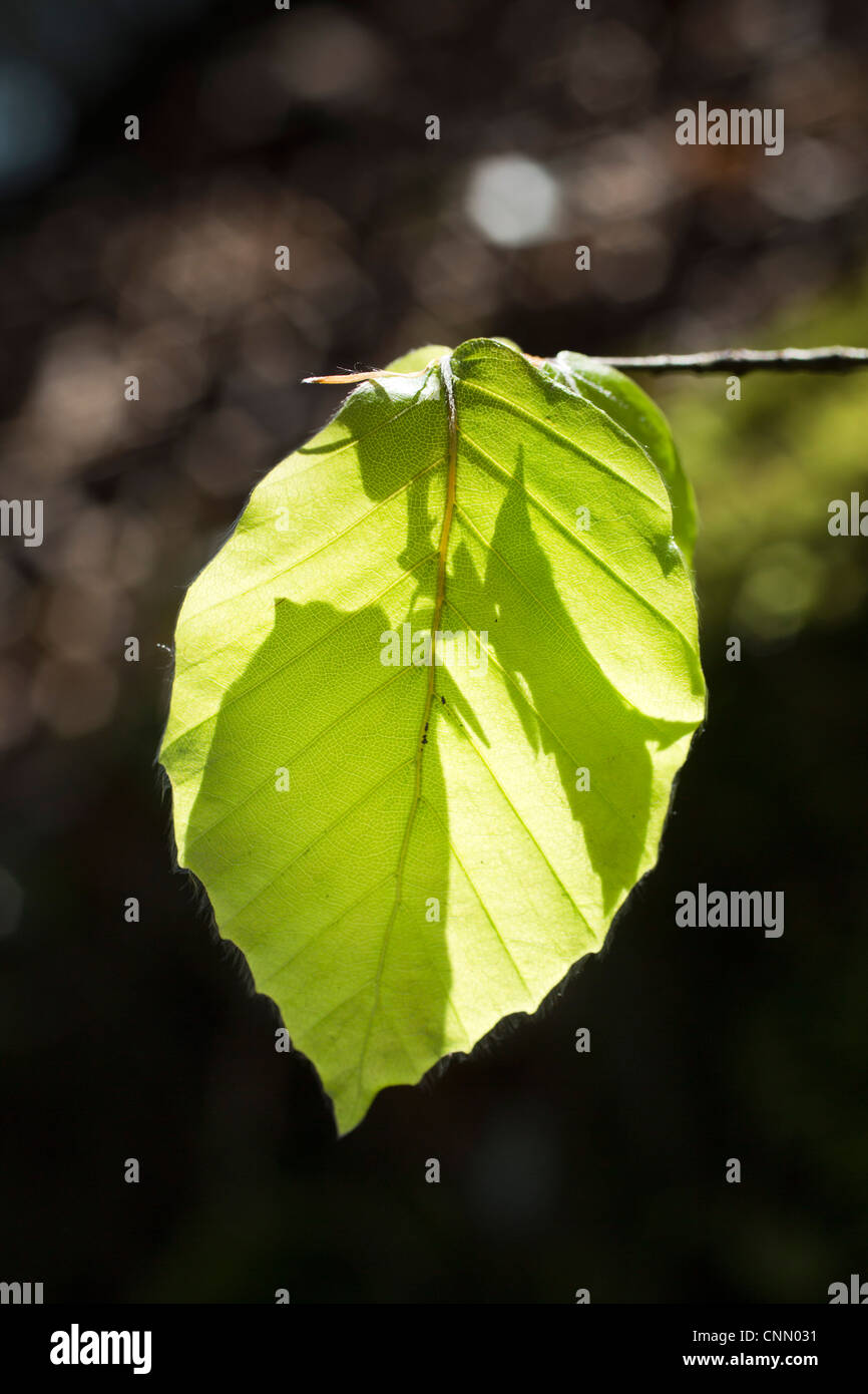 Faggio; Fagus sylvatica; appena emerse foglie; Regno Unito Foto Stock