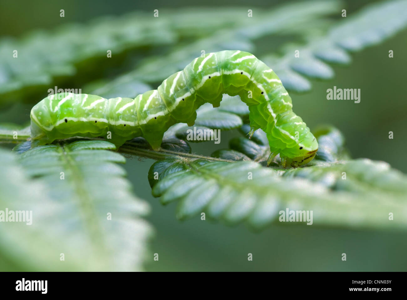 Caterpillar verde sedersi sulla foglia di felce Foto Stock