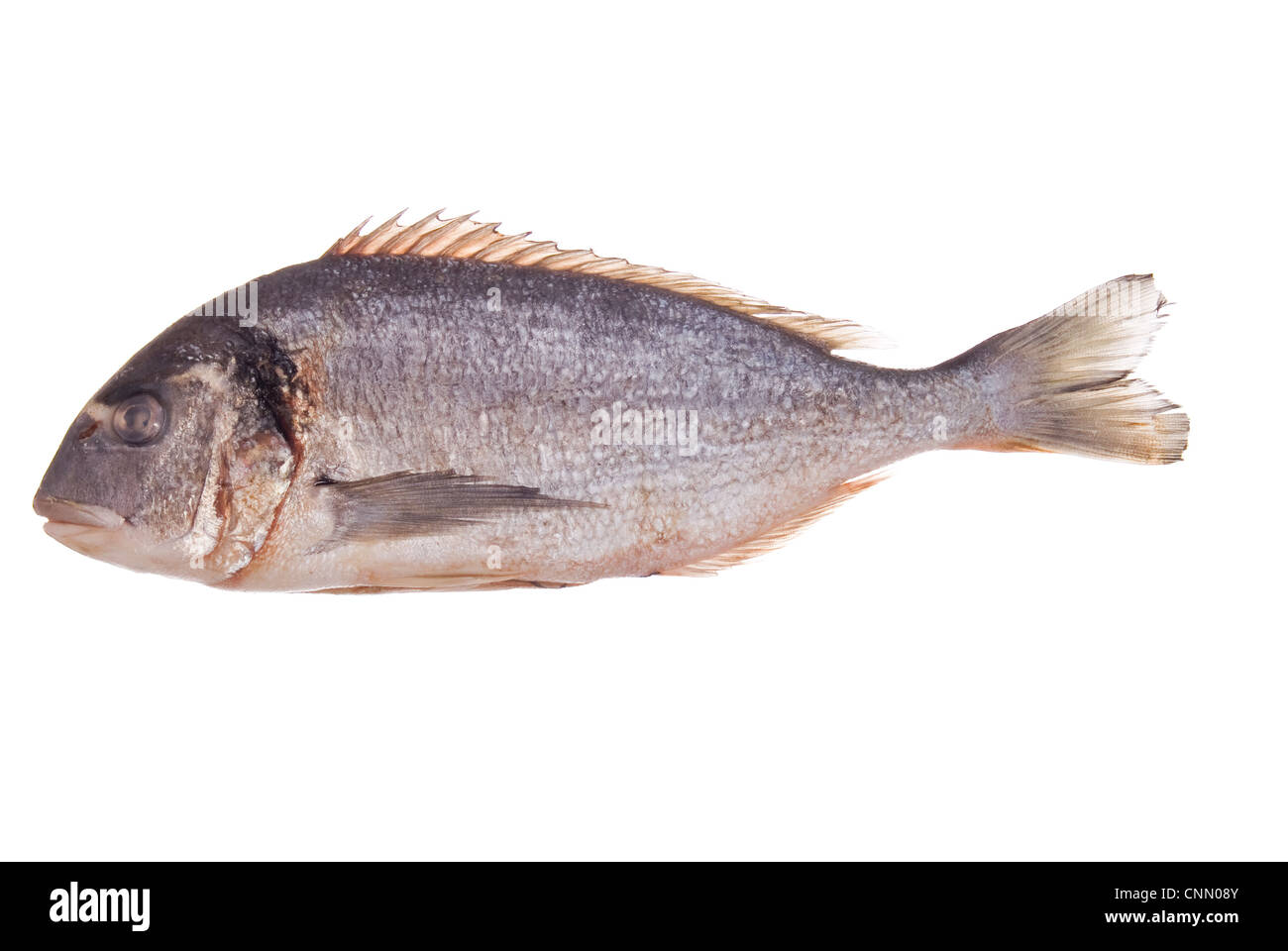 Fresco, pesce crudo suola su sfondo bianco Foto Stock