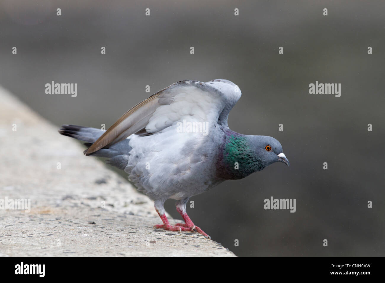 Piccioni selvatici; Columba livia; allungamento alare; Regno Unito Foto Stock