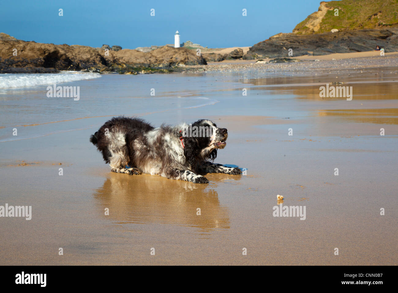 English Springer Spaniel; Godrevy Beach; Cornovaglia; Regno Unito Foto Stock