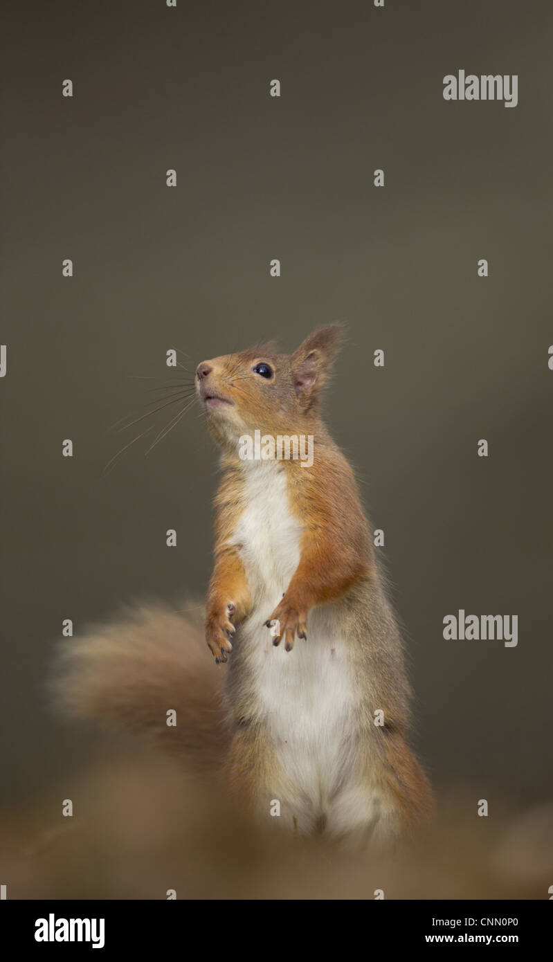 Eurasian Red scoiattolo (Sciurus vulgaris) adulto, in piedi sulle zampe posteriori, Cairngorm N.P., Highlands, Scozia, marzo Foto Stock