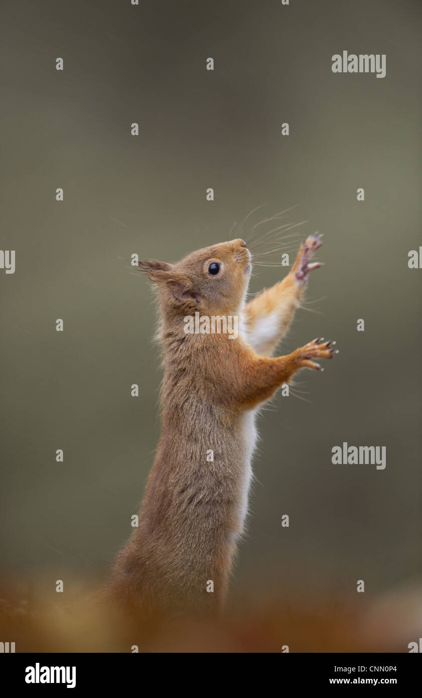 Eurasian Red scoiattolo (Sciurus vulgaris) adulto, in piedi sulle zampe posteriori, Cairngorm N.P., Highlands, Scozia, marzo Foto Stock