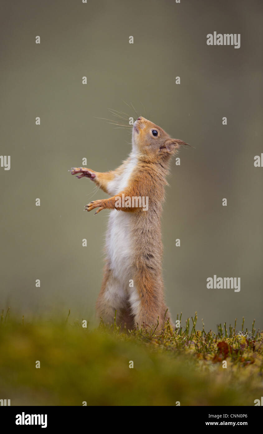 Eurasian Red scoiattolo (Sciurus vulgaris) adulto, in piedi sulle zampe posteriori, Cairngorm N.P., Highlands, Scozia, marzo Foto Stock