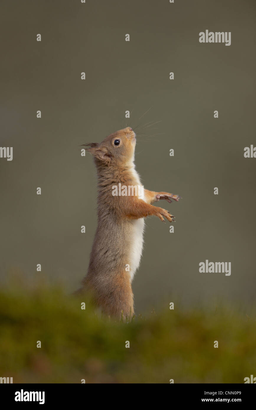 Eurasian Red scoiattolo (Sciurus vulgaris) adulto, in piedi sulle zampe posteriori, Cairngorm N.P., Highlands, Scozia, marzo Foto Stock