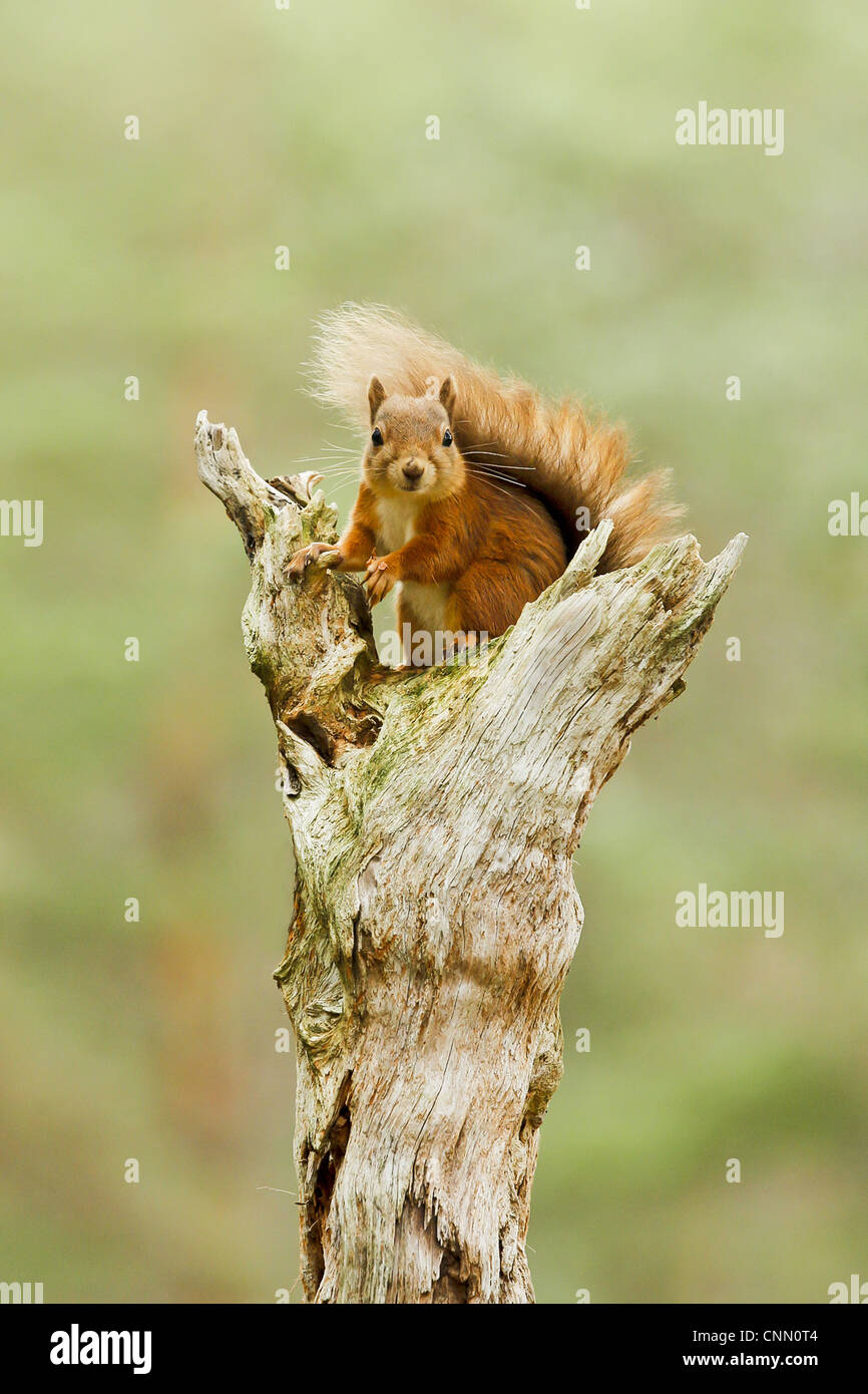 Eurasian Red scoiattolo (Sciurus vulgaris), adulto seduto sul ramo morto nella foresta di pini, Scozia, ottobre Foto Stock