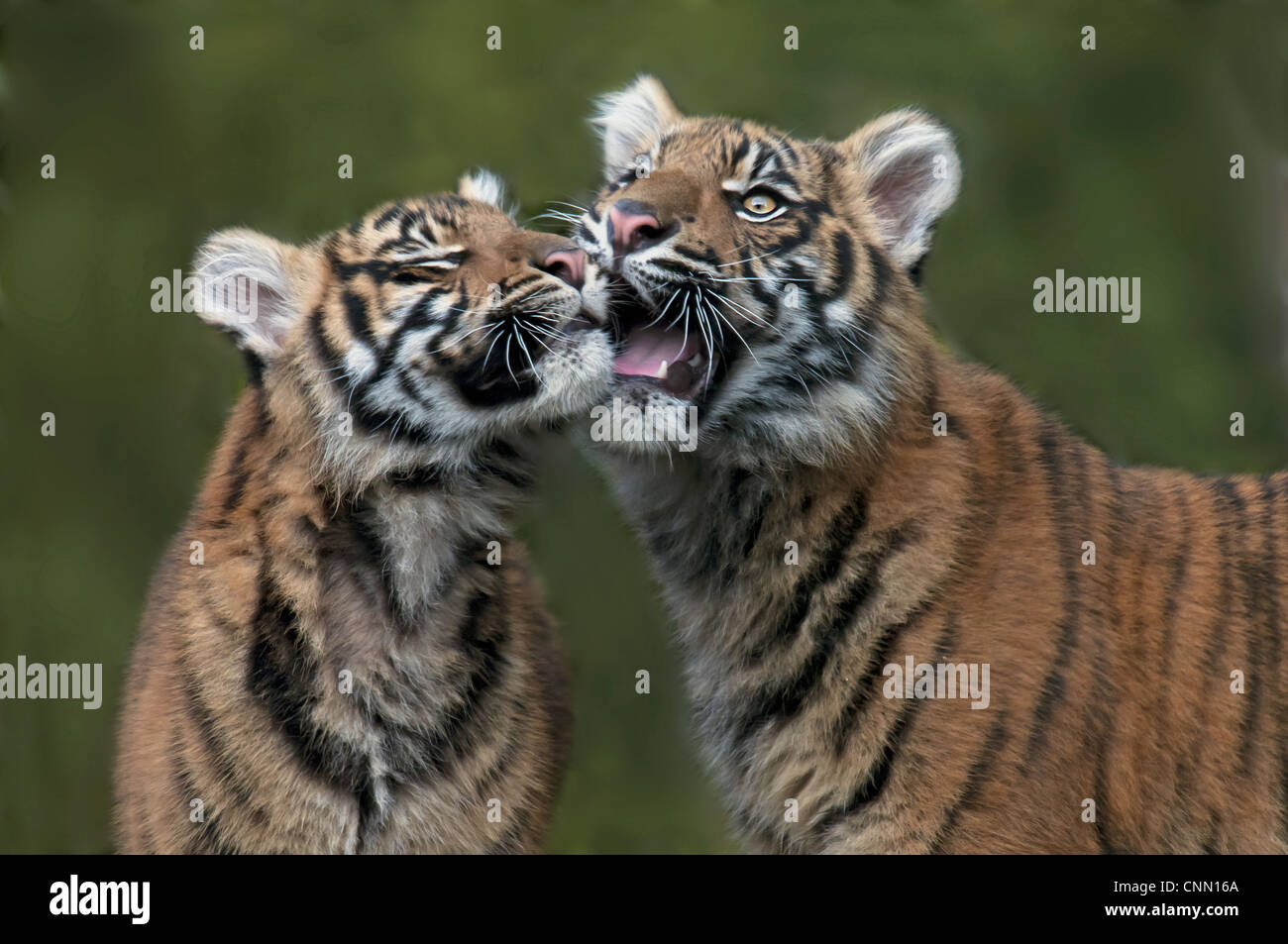 La tigre di Sumatra (Panthera tigris sumatrae) due lupetti, close-up di teste, interagenti (prigioniero) Foto Stock