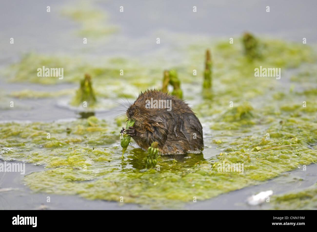 Acqua Vole (Arvicola terrestris) adulto, alimentazione su waterweed, Norfolk, Inghilterra, Agosto Foto Stock