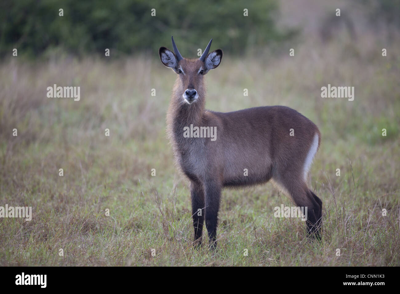 Comune (Waterbuck Kobus ellipsiprymnus) maschio immaturi, in piedi nella savana, Queen Elizabeth N.P., Uganda Foto Stock