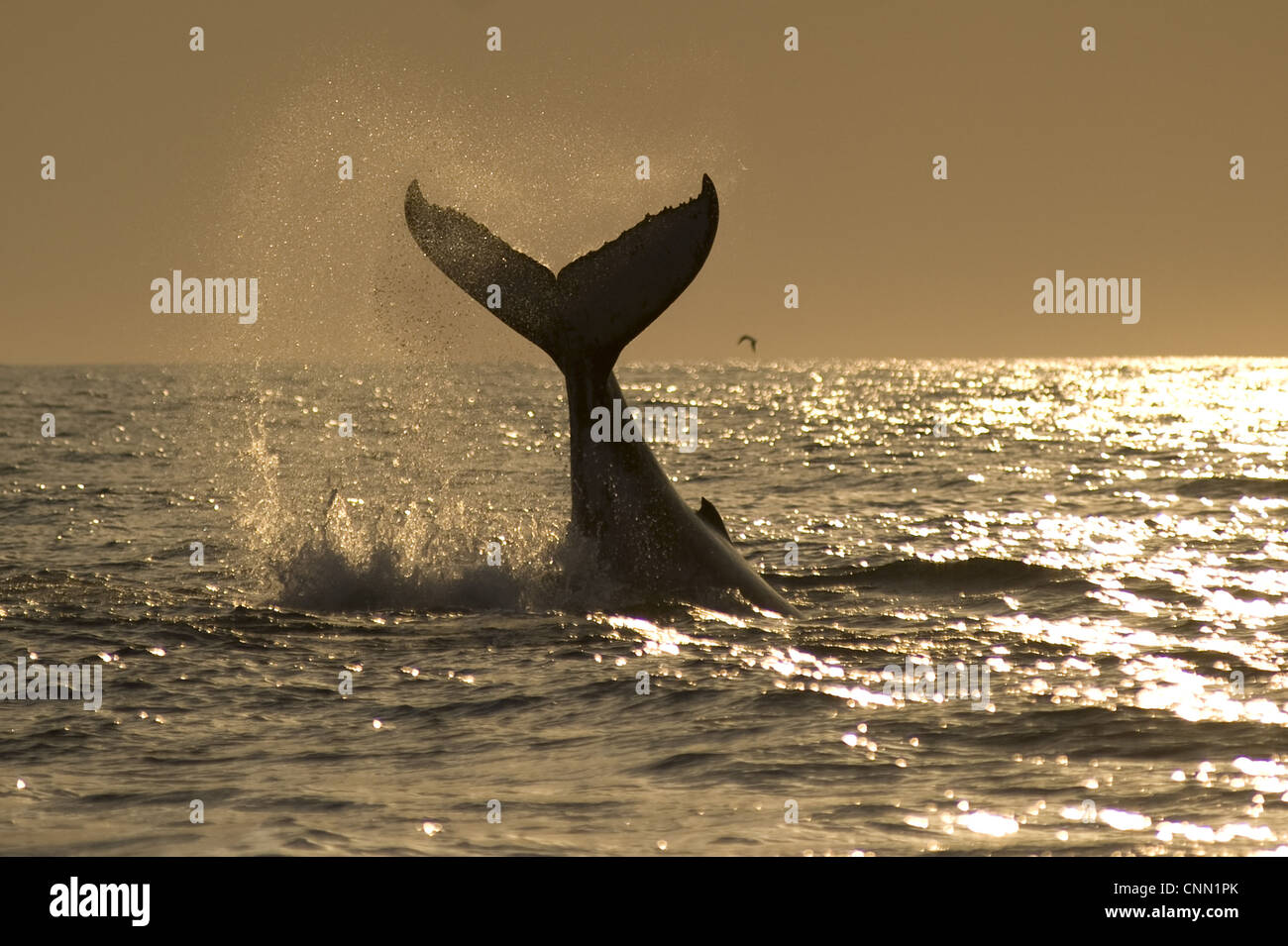 Humpback Whale Megaptera novaeangliae adulto schizzi tail rialzato superficie passera nera mare offshore sunrise Port St Johns 'Wild Foto Stock