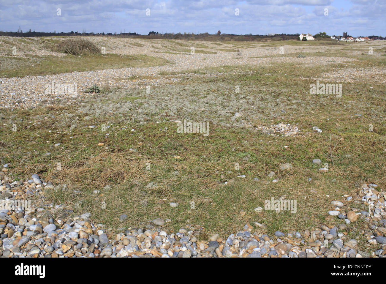 Vegetazione costiera shingle habitat, l'Haven, Thorpeness, Suffolk, Inghilterra, febbraio Foto Stock
