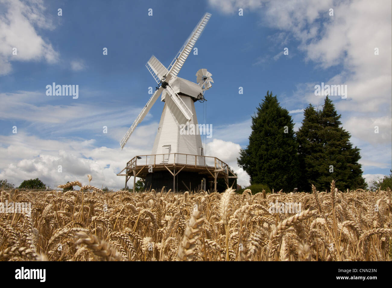 Vista di smock mill e campo di grano, il mulino a vento di Woodchurch, Kent, Inghilterra, luglio Foto Stock