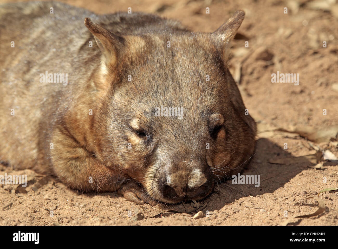 Southern Hairy-becchi Wombat (Lasiorhinus latifrons) adulto, close-up di testa, riposo, South Australia, Australia Foto Stock