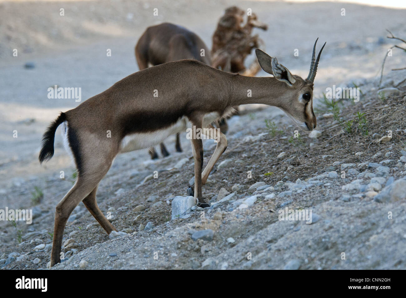 Cuvier's (Gazelle Gazella cuvieri) adulto, camminando sul pendio a secco (prigioniero) Foto Stock