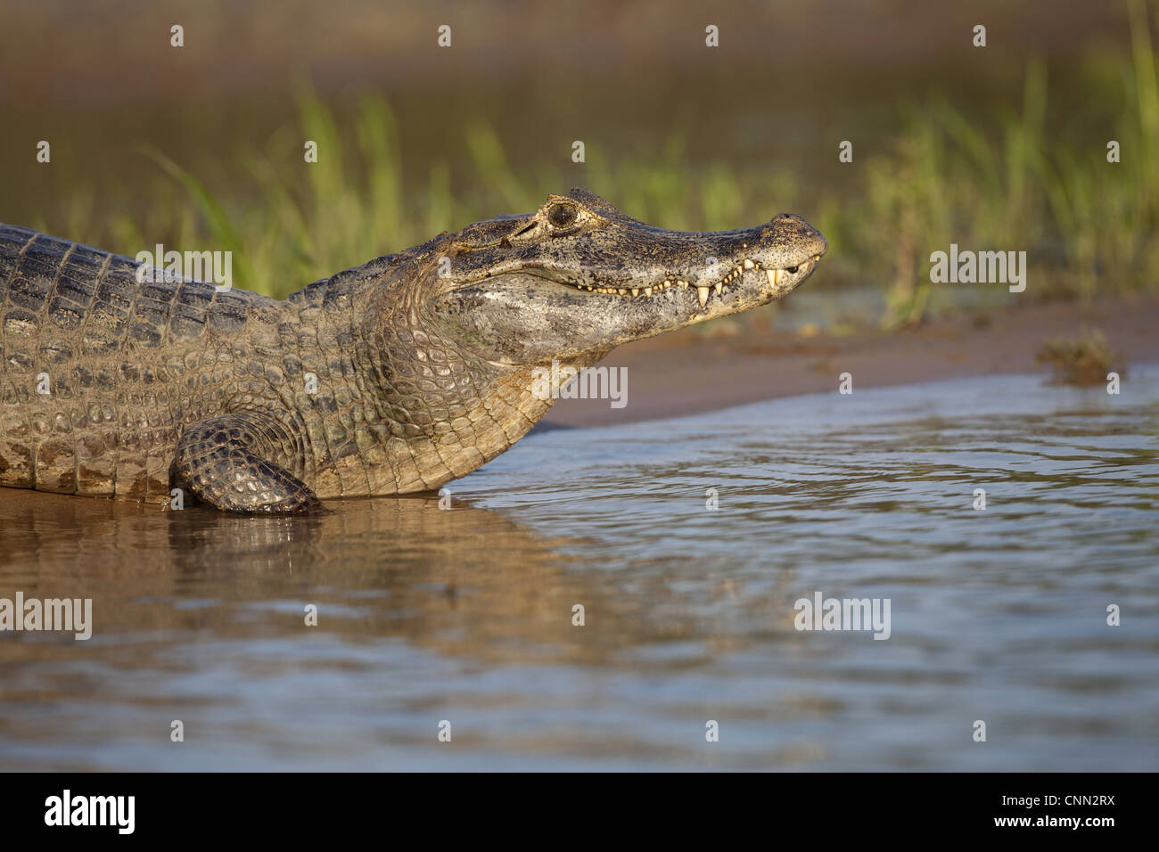 Paraguaiane (Caimano yacare Caimano) adulto, in appoggio sul lungofiume, Paraguay River, Pantanal, Mato Grosso, Brasile Foto Stock