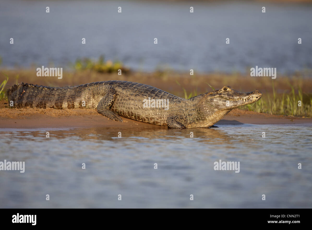 Paraguaiane (Caimano yacare Caimano) adulto, in appoggio sul lungofiume, Paraguay River, Pantanal, Mato Grosso, Brasile Foto Stock