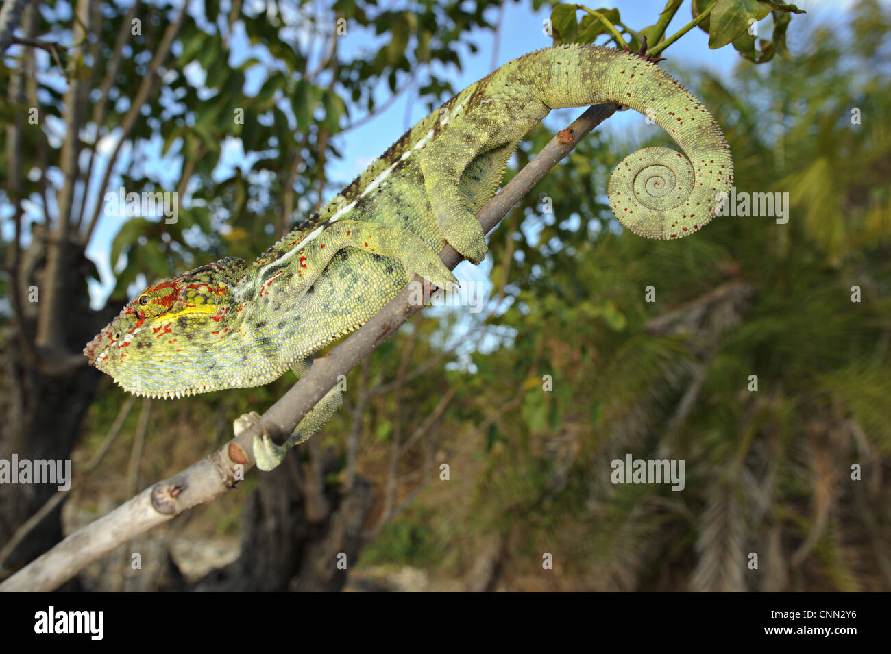 Panther Chameleon (Furcifer pardalis) adulto, camminando lungo il ramo, Nosy Be, Madagascar Foto Stock