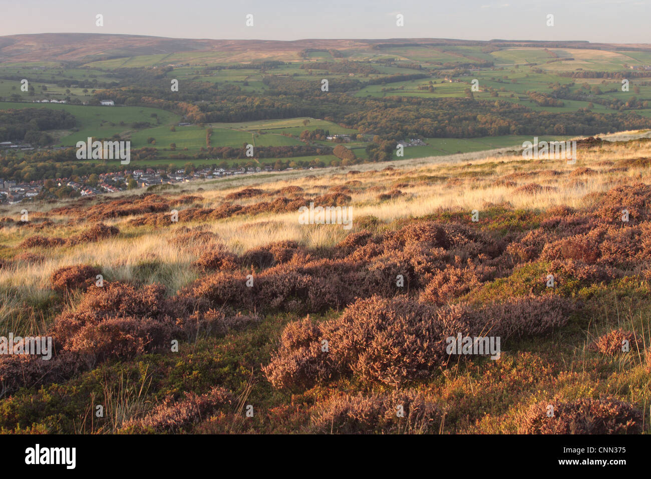 Vista di erica e mirtillo palustre habitat, al di sopra di Grimsby Town, Ilkley Moor Rombalds Moor, West Yorkshire, Inghilterra, settembre Foto Stock