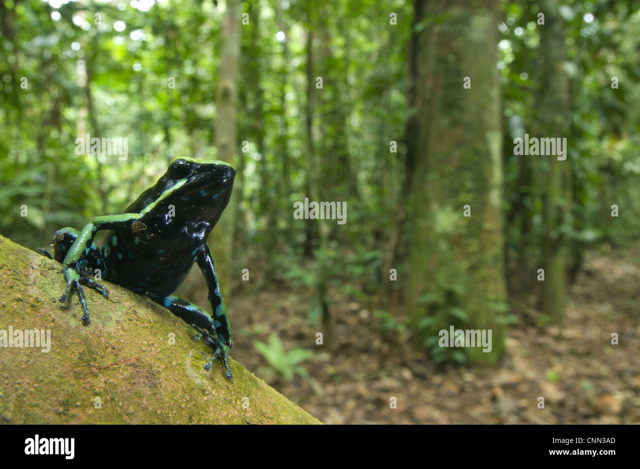 A tre strisce Poison Dart Frog Ameerega trivittata adulto seduto il ramo habitat della foresta Los Amigos stazione biologica di Madre de Foto Stock