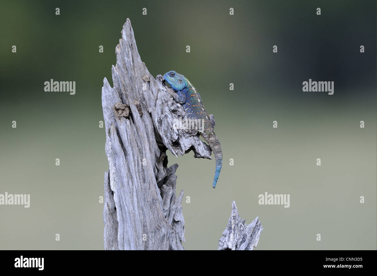 Struttura meridionale AGAMA SA (Acanthocercus atricollis) maschio adulto, in appoggio sul ceppo di albero, il Masai Mara, Kenya Foto Stock