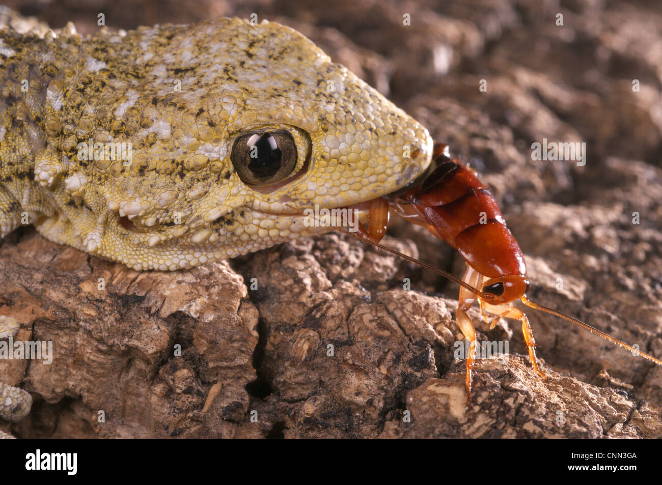 Moresco (Gecko Tarentola mauritanica) adulto, close-up di testa, alimentazione su scarafaggio, Italia, marzo Foto Stock