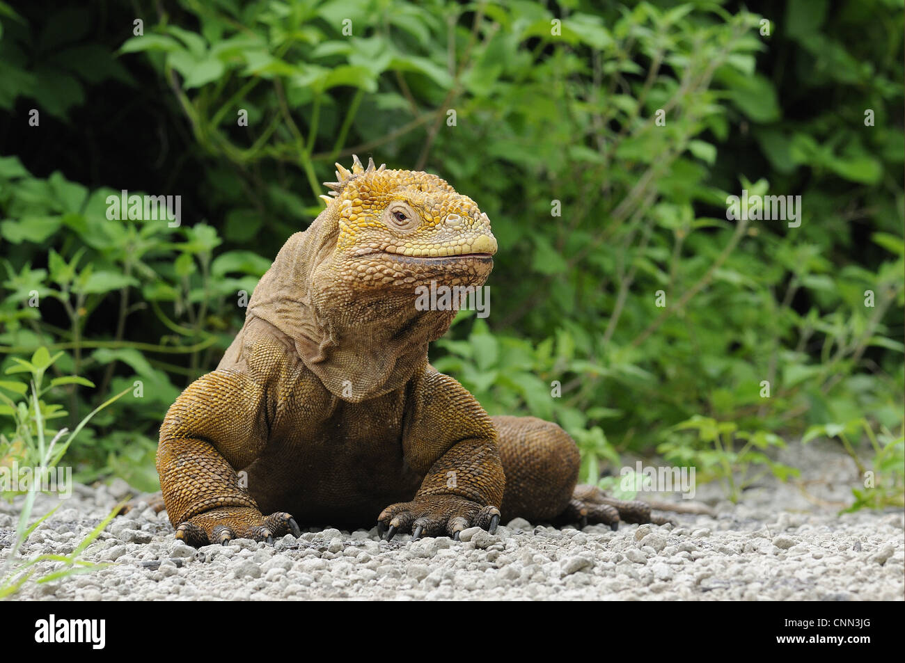 Land Iguana (Conolophus subcristatus) adulto, Isole Galapagos Foto Stock
