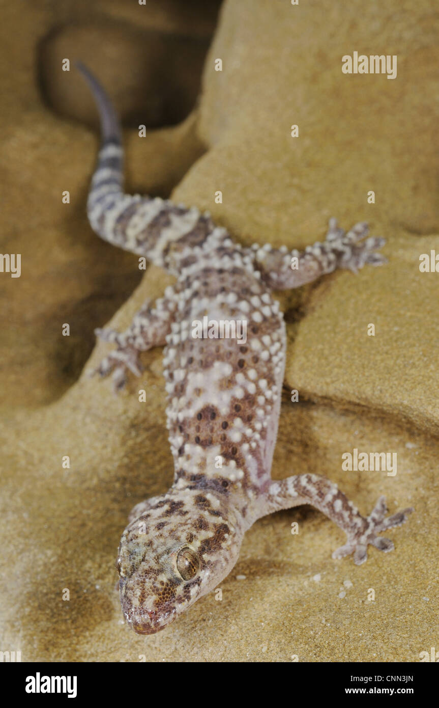 Bagno turco Gecko (Hemidactylus turcicus) adulto, arrampicata su roccia arenaria, Italia, Agosto Foto Stock