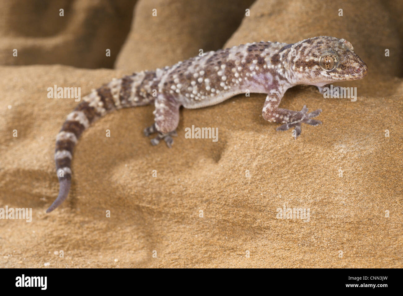 Bagno turco Gecko (Hemidactylus turcicus) adulto, poggiante sulla roccia arenaria, Italia, Agosto Foto Stock