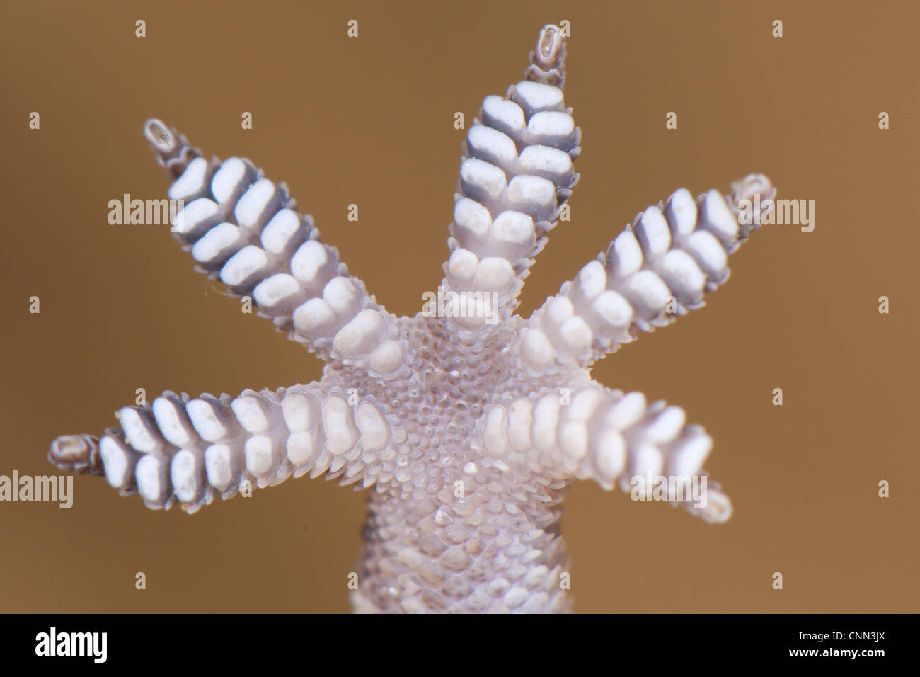 Bagno turco Gecko Hemidactylus turcicus adulto close-up la parte inferiore del piede che mostra le dita dei piedi unghie lamelle adesivo Italia agosto Foto Stock