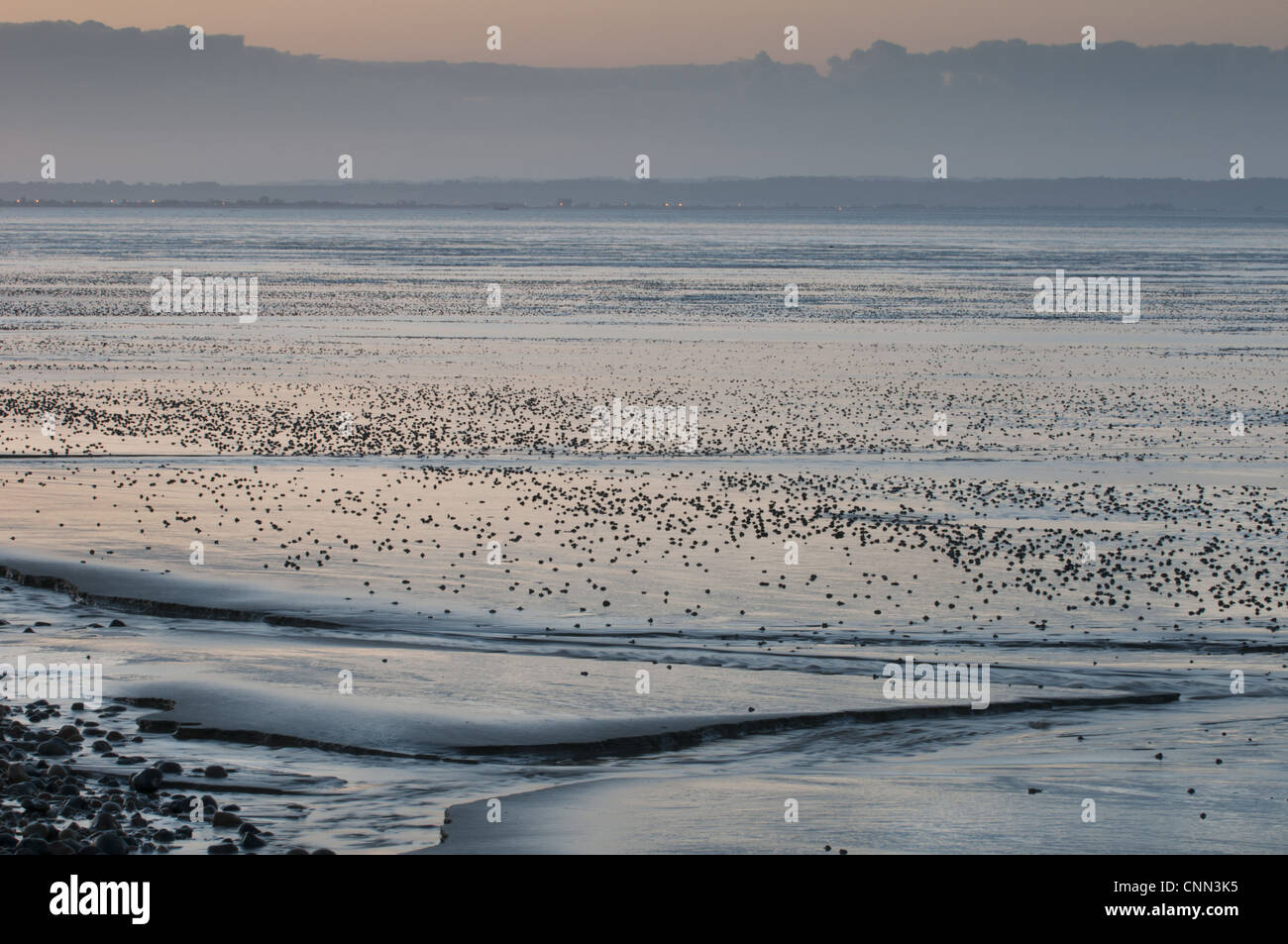 Vista delle velme costiere con canali al tramonto, Dungeness, Kent, Inghilterra, giugno Foto Stock