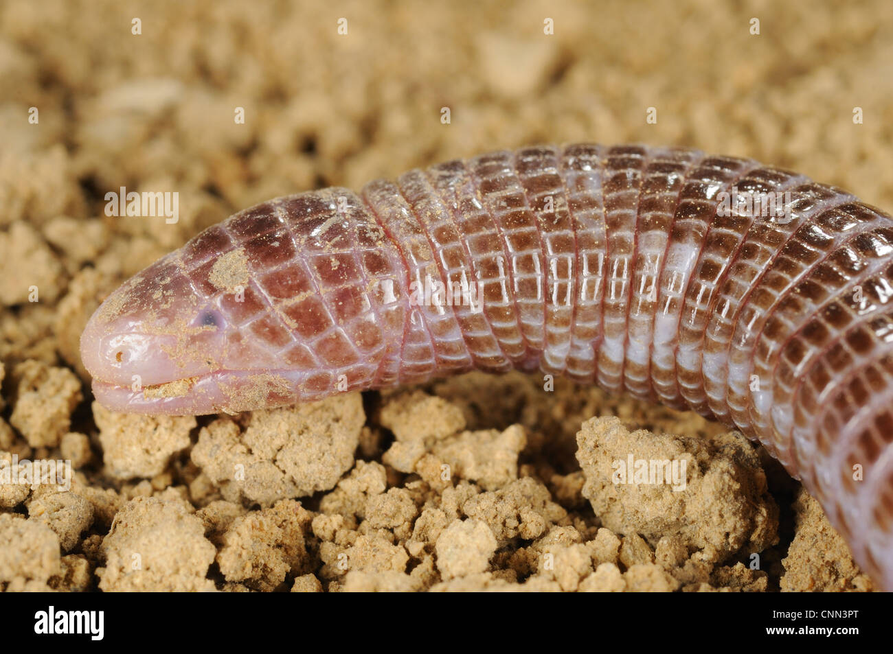 Worm iberica Lizard (Blanus cinereus) adulto, close-up di testa, Spagna, settembre Foto Stock