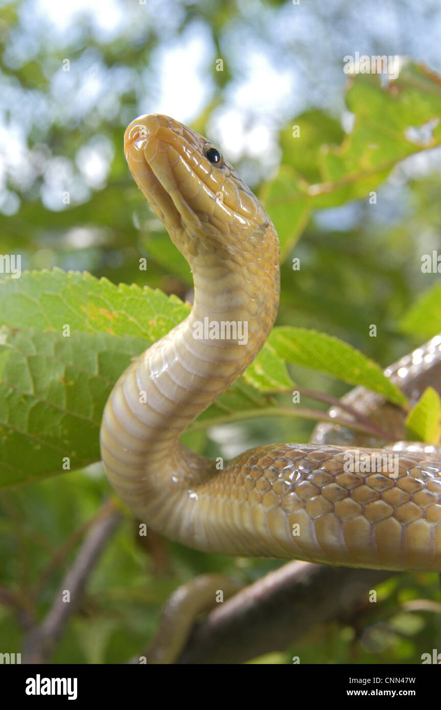 Saettone (Zamenis longissimus) adulto, close-up di testa, sul ramo nella struttura ad albero, Italia Foto Stock