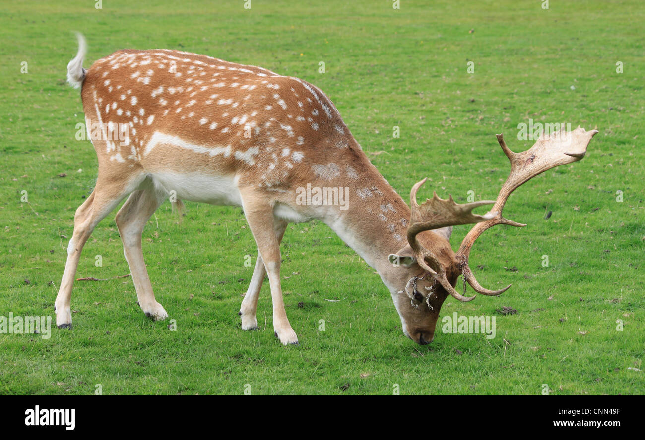 Adulto daino (DAMA DAMA) stag pascolare sui prati aperti in Inghilterra. Foto Stock