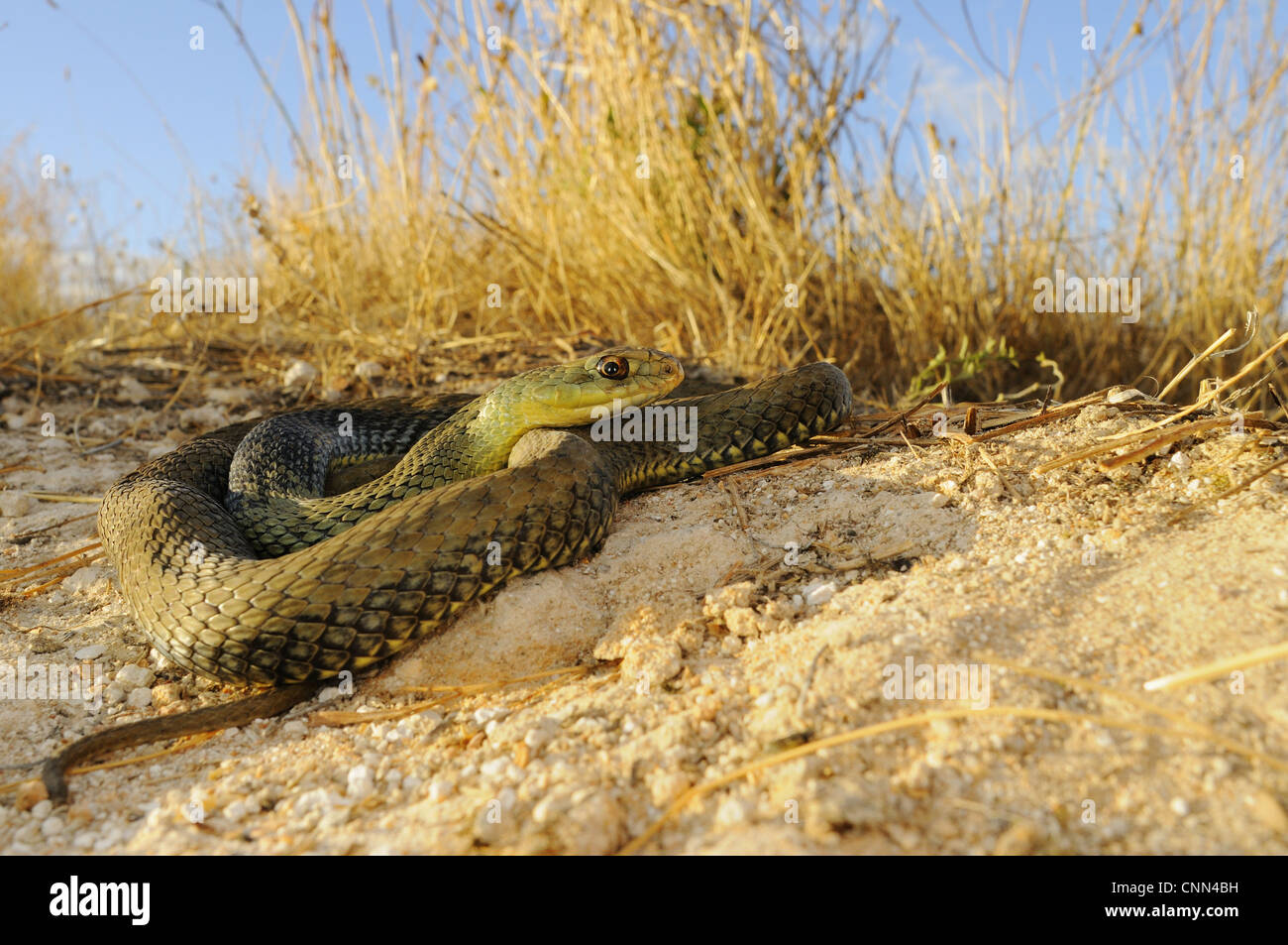 Montpellier snake (Malpolon monspessulanus) adulto, avvolte a spirale su di un terreno in habitat, Spagna, settembre Foto Stock