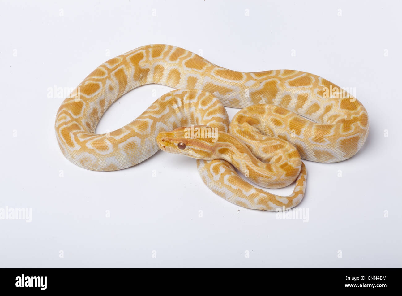 Birmano (Python Python molurus bivittatus) albino, immaturi Foto Stock