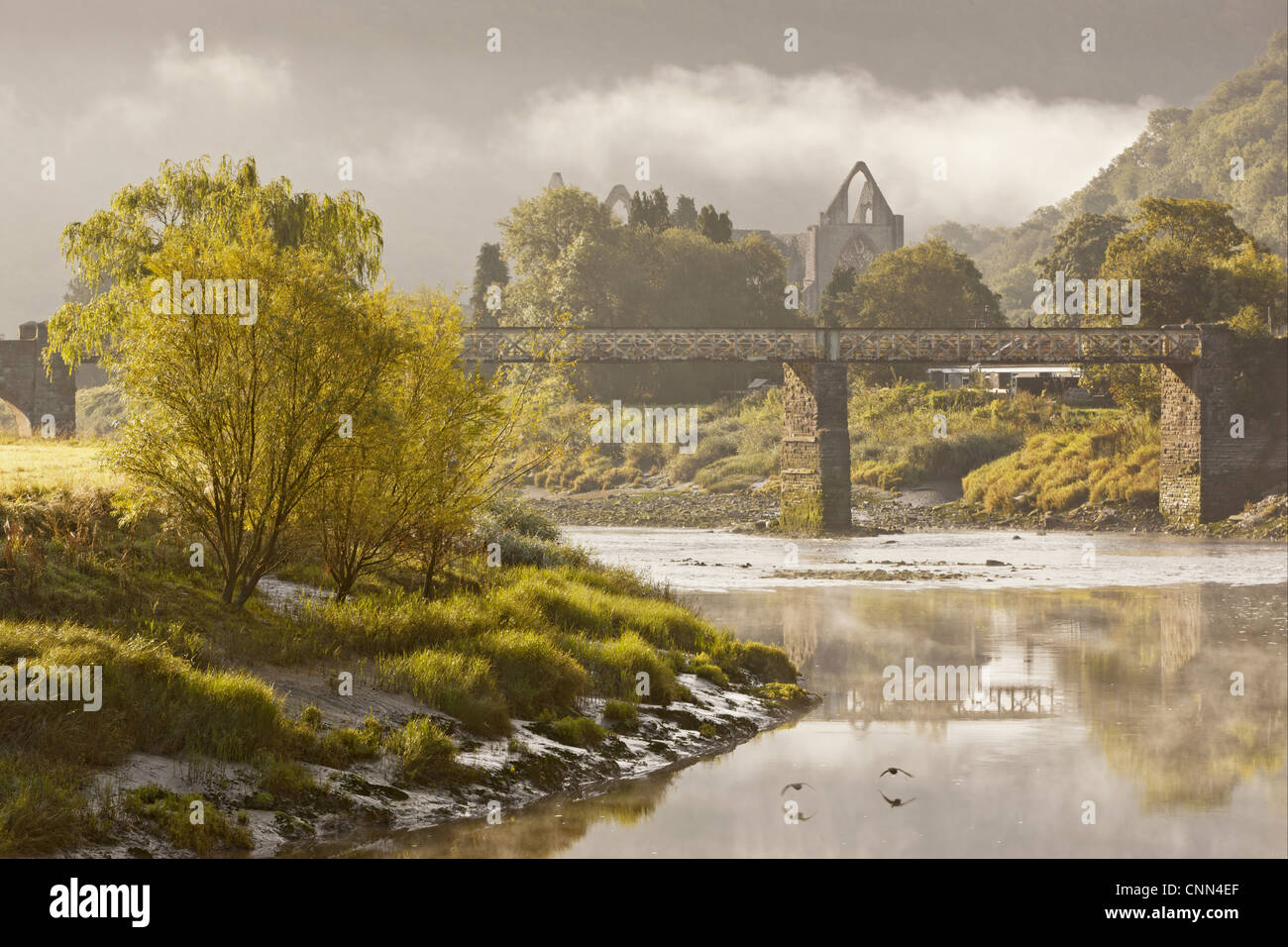 Vista del ponte sul fiume abbazia cistercense resti all'alba Tintern Abbey Tintern fiume Wye Wye Valley Monmouthshire Galles agosto Foto Stock