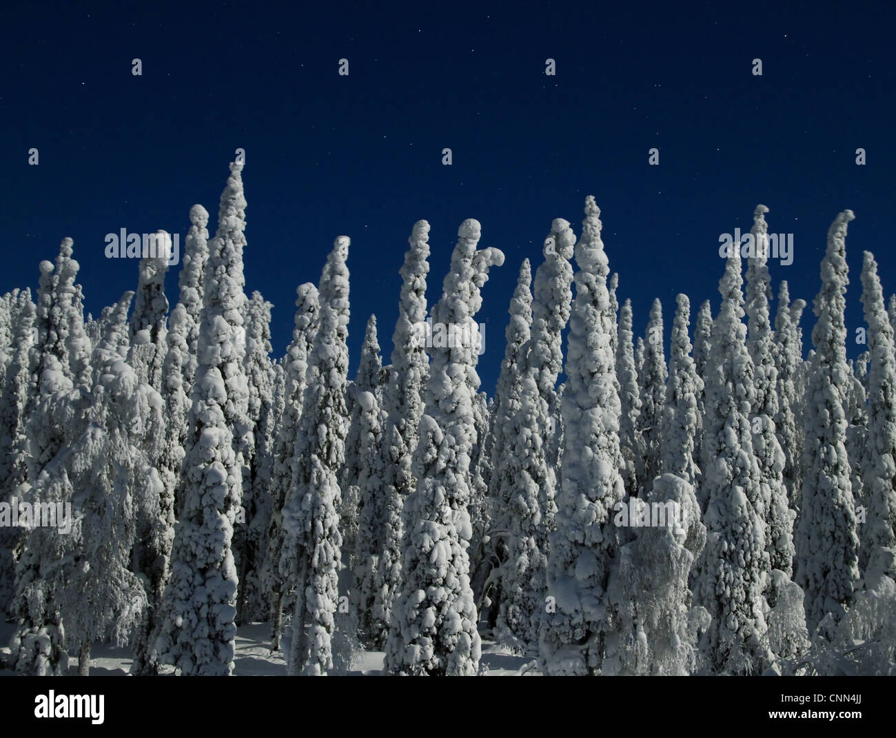 Moonlit coperta di neve la taiga forest di notte durante la luna piena, Kuusamo, Oulu, Finlandia, febbraio Foto Stock