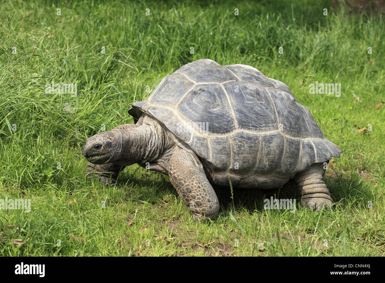 Seychelles tartaruga gigante (Geochelone gigantea) adulto, camminando su erba, captive Foto Stock