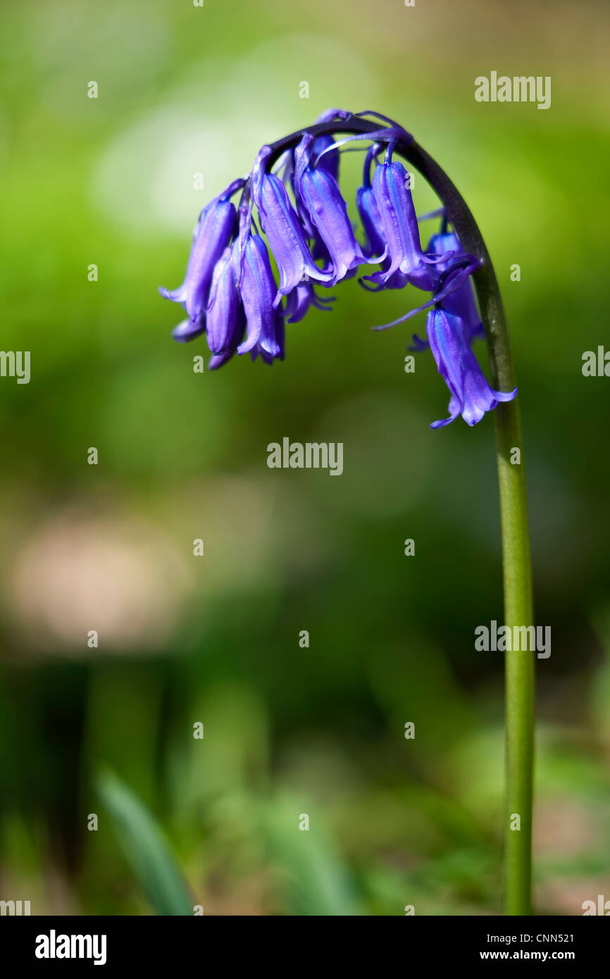 Una chiusura di un inglese Bluebell flower crescente nel bosco Foto Stock