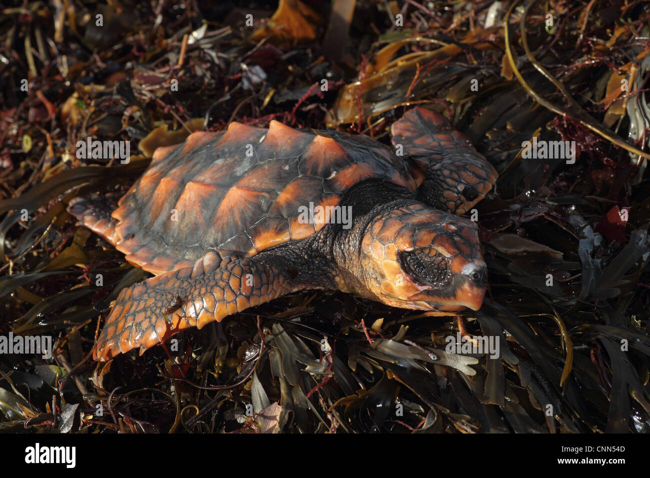 Tartaruga marina Caretta - Caretta) bambino morto, lavato fino sulla spiaggia, Cornwall, Inghilterra, gennaio Foto Stock