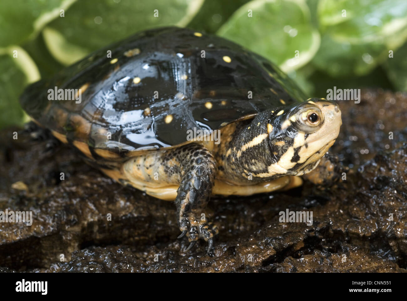 Avvistato tartaruga (Clemmys guttata) adulto, in appoggio sul log, Nord America orientale Foto Stock