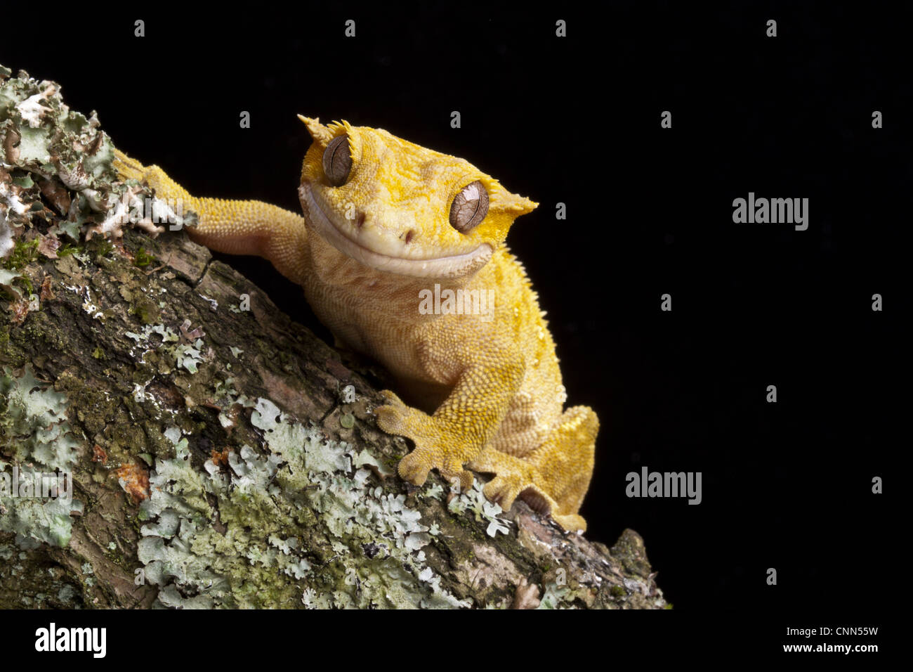 Nuovo Caledonian Crested Gecko (Rhacodactylus ciliatus) adulto, in appoggio sul ramo, Nuova Caledonia Foto Stock
