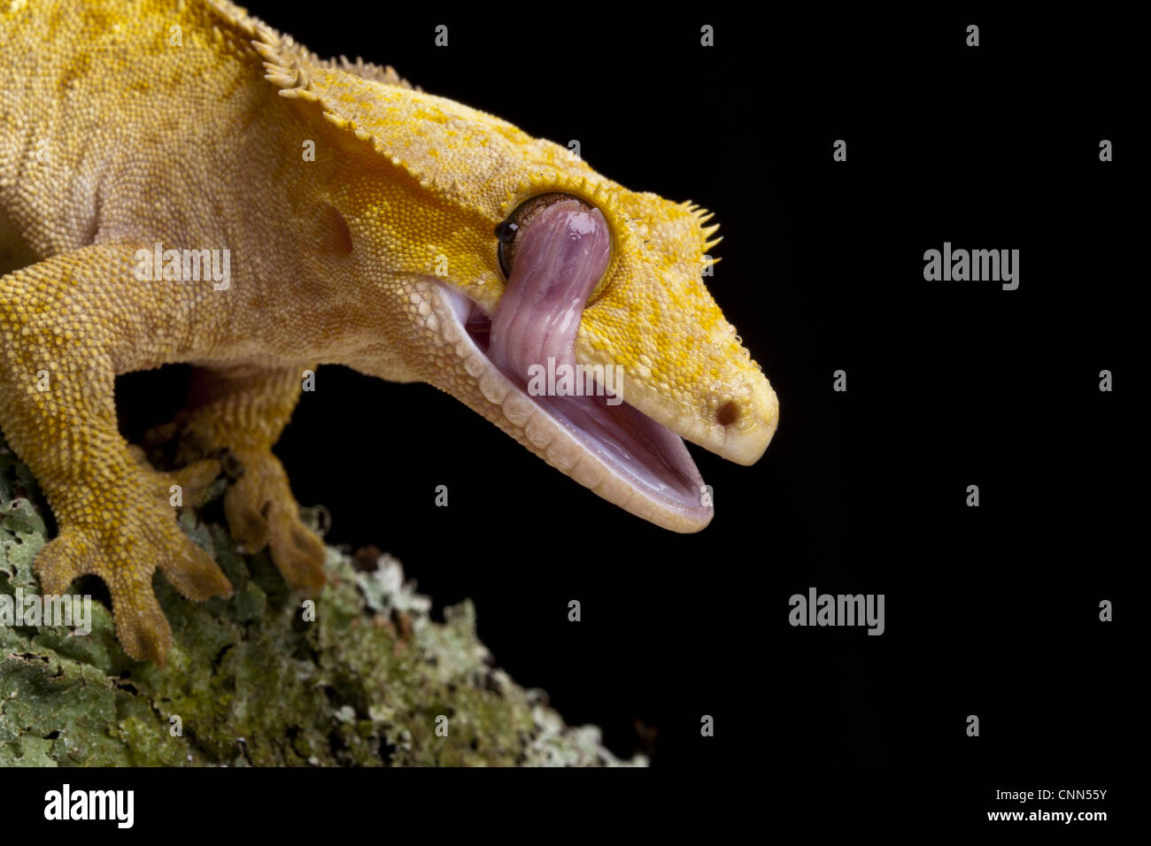 Nuovo Caledonian Crested Gecko (Rhacodactylus ciliatus) adulto, close-up di testa, leccare occhio con linguetta, Nuova Caledonia Foto Stock
