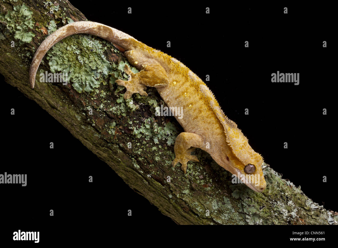 Nuovo Caledonian Crested Gecko (Rhacodactylus ciliatus) adulto, in appoggio sul ramo, Nuova Caledonia Foto Stock