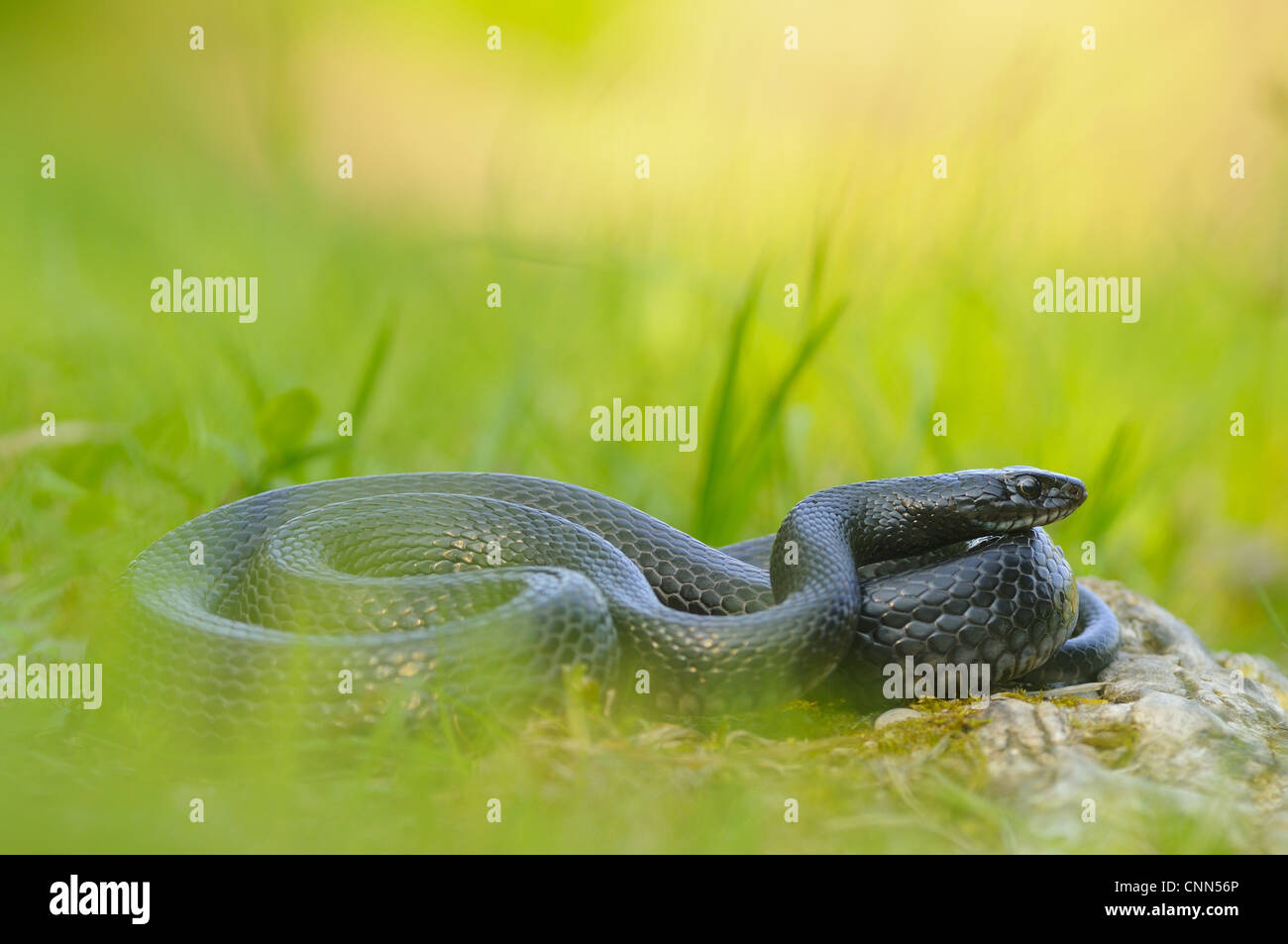 Western Whipsnake (Hierophis viridiflavus) forma melanistic, adulto, crogiolandosi tra erba, Italia, Aprile Foto Stock