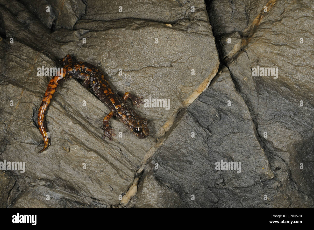 Strinati's Cave Salamander (Speleomantes strinatii) adulto, in appoggio sulle rocce della grotta, Italia, giugno Foto Stock