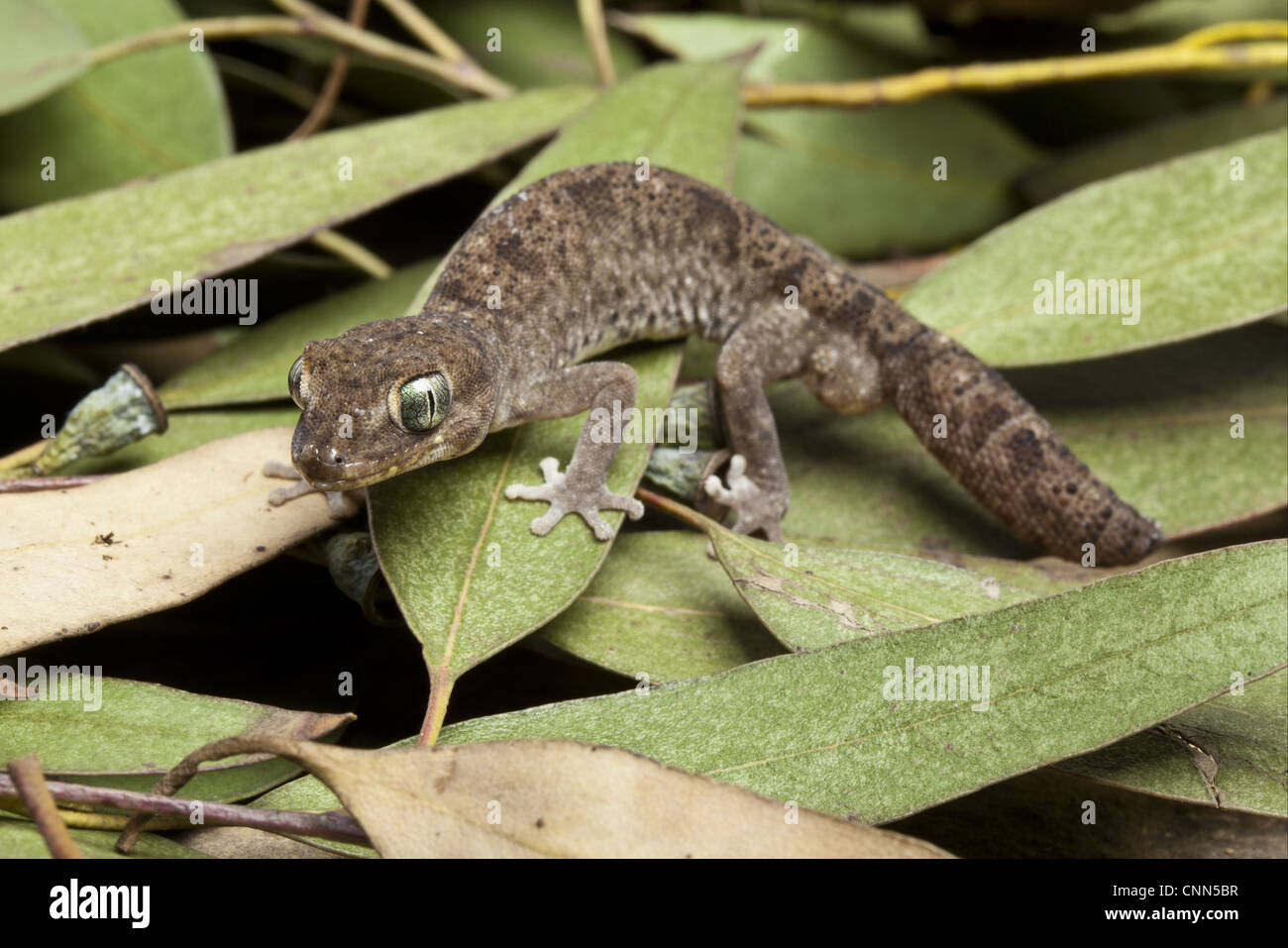 A mosaico (Gecko Diplodactylus tessellatus) adulto, in piedi su foglie di eucalipto, Australia Foto Stock